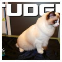 Copyright Darwin Pet Spa 2012